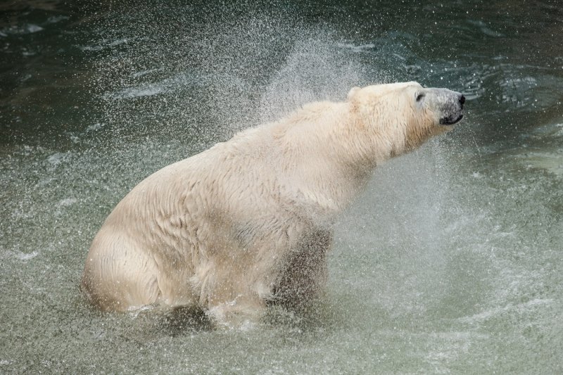 Белый медведь.jpg